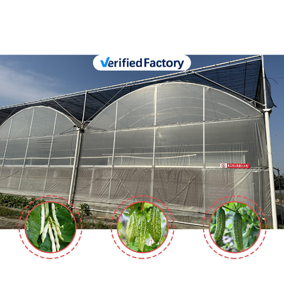 Production végétale Semences agricoles Fraises Serres Multi-tunnel