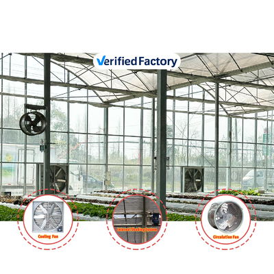 Production végétale Semences agricoles Fraises Serres Multi-tunnel