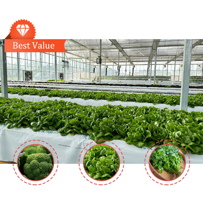 Production végétale Semences agricoles Fraises Serres Multi-tunnel
