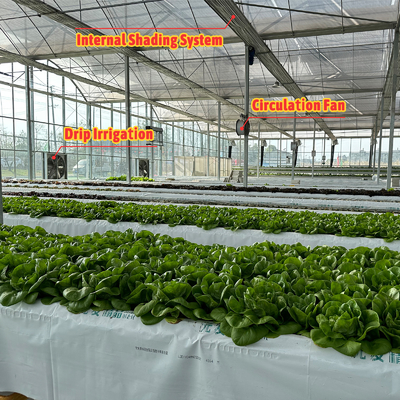 Production végétale Semences agricoles Fraises Serres Multi-tunnel