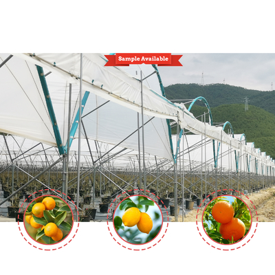 Serre à film PE à longue portée 6m-10m Largeur pour les fruits et légumes