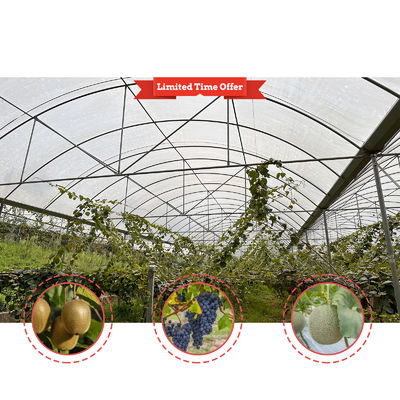 Economical Multispan Rain Shelter Greenhouse with Hot Galvanized Steel Frame for Kiwi Growing
