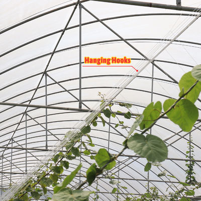 Economical Multispan Rain Shelter Greenhouse with Hot Galvanized Steel Frame for Kiwi Growing