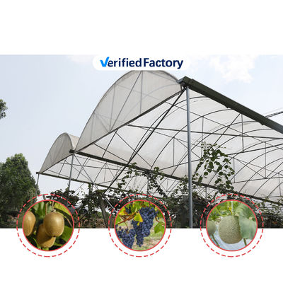 PE Film Covering Rain Shelter Greenhouse with Hot Galvanized Steel Frame and Customizable Size for Plants Cultivation