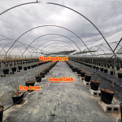 Large Size Multi-Span Greenhouse with PE Film Covering and Hot Galvanized Steel Frame for Fruits Growing