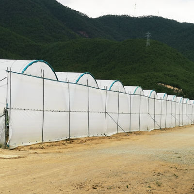 Large Size Multi-Span Greenhouse with PE Film Covering and Hot Galvanized Steel Frame for Fruits Growing