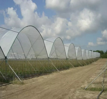 Low Cost Plastic Film Rain Shelter Greenhouse for Berry Planting with Large Size Customizable Dimensions