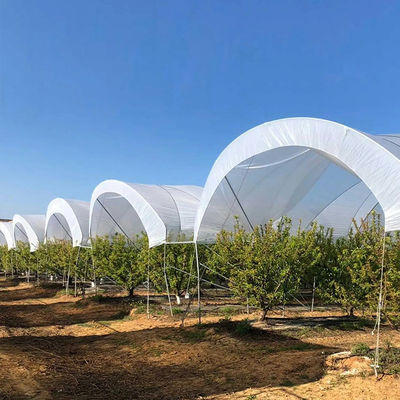 Low Cost Plastic Film Rain Shelter Greenhouse for Berry Planting with Large Size Customizable Dimensions