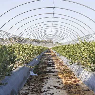Low Cost Plastic Film Rain Shelter Greenhouse for Berry Planting with Large Size Customizable Dimensions
