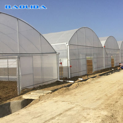 Serre chaude multi en plastique industrielle commerciale agricole d'envergure pour la plantation de tomate