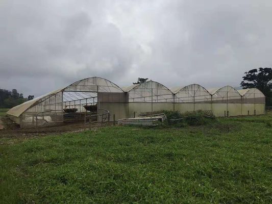 Serre chaude chaude en plastique agricole utilisée par ferme avicole se protéger contre pleuvoir