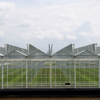 Type multi serre chaude de Venlo d'envergure de serre chaude en verre solaire de champignon de couverture d'hiver de jardin
