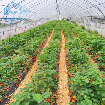Serre chaude en plastique de tunnel de fraises de tunnel agricole en plastique de ferme avec le système de ventilation