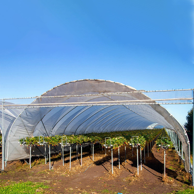 Haute les fraises cultivées de feuille de plastique de rendement par serre chaude agricole pleuvoir l'abri