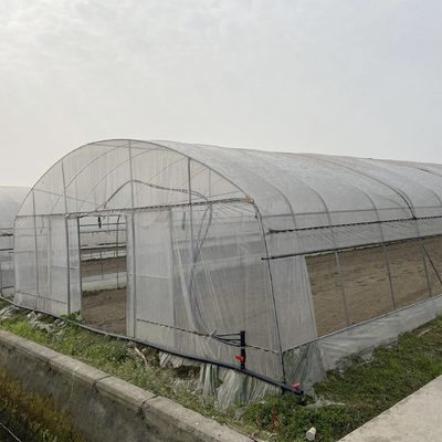Serre de tunnel Structure de cadre en acier galvanisé Pipe Pe UV Film plastique Vergetables Serre à plage unique