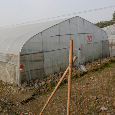 Tunnel jeté en plastique d'agriculture de serre chaude d'envergure simple tropicale transparent