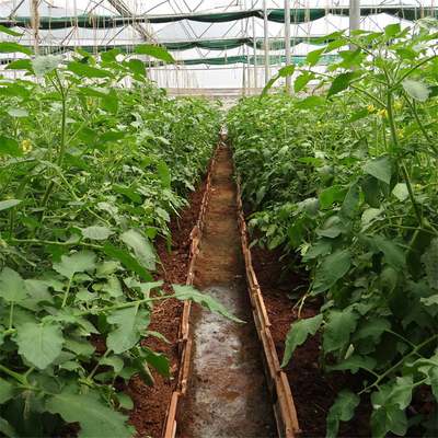 Envergure simple de ventilation de système de tomate de serre chaude en plastique agricole latérale de tunnel