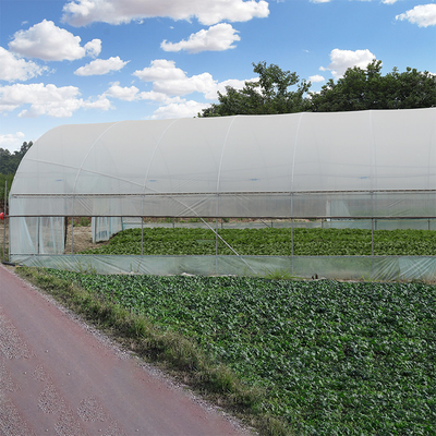 Serre chaude simple en plastique d'envergure d'agriculture avec le poly film de cadre d'acier de tunnel double