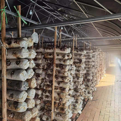 Couverture en plastique de plantation médicale de serre chaude de cadre en acier pour le champignon