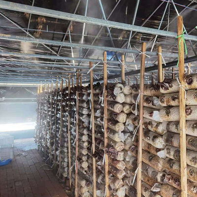 Couverture en plastique de plantation médicale de serre chaude de cadre en acier pour le champignon