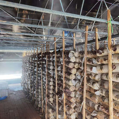 Noir simple Mesh Mushroom Cultivation In Greenhouses de serre chaude d'envergure de double couche