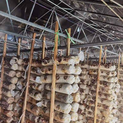 Noir simple Mesh Mushroom Cultivation In Greenhouses de serre chaude d'envergure de double couche