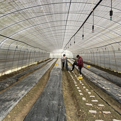 Envergure simple de ventilation de plastique de feuille de basse serre chaude latérale de tunnel pour l'élevage de champignon