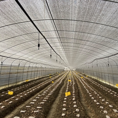 Envergure simple de ventilation de plastique de feuille de basse serre chaude latérale de tunnel pour l'élevage de champignon